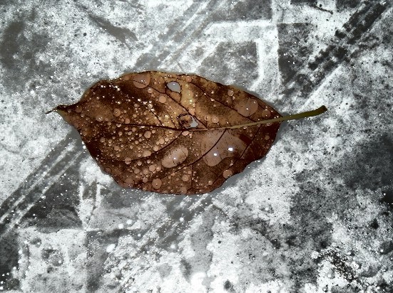 C.K.Aldrey, Leaf in the rain.