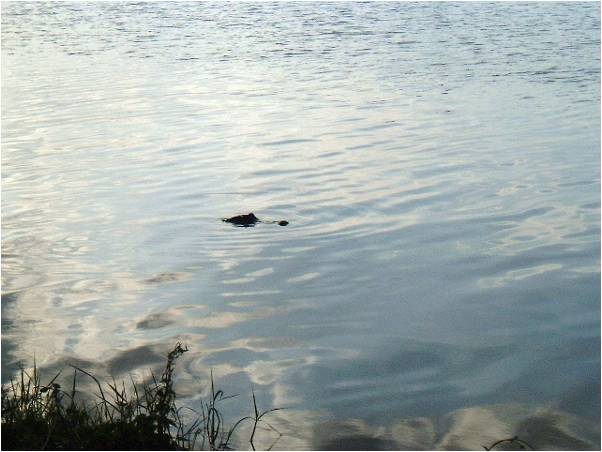 C.K.Aldrey. Crocodile in Everglades.